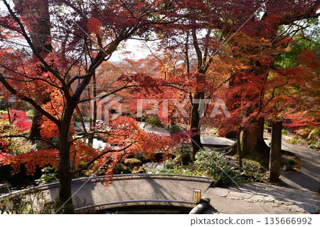 Kamonmon寺廟秋葉 135666992