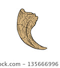 Velociraptor claw fossil 135666996
