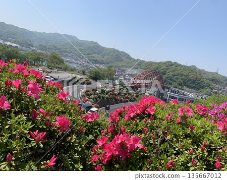 Blooming azaleas and Ondo Bridge Blooming azaleas and Ondo Bridge 135667012