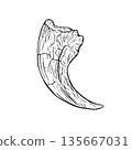Velociraptor claw fossil monochrome 135667031