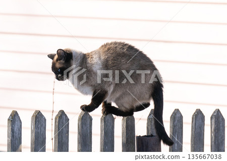 Siamese cat sits on a fence against the backdrop of a house. 135667038