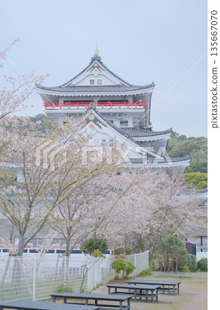 Cherry blossoms in full bloom and Atami Castle 135667070