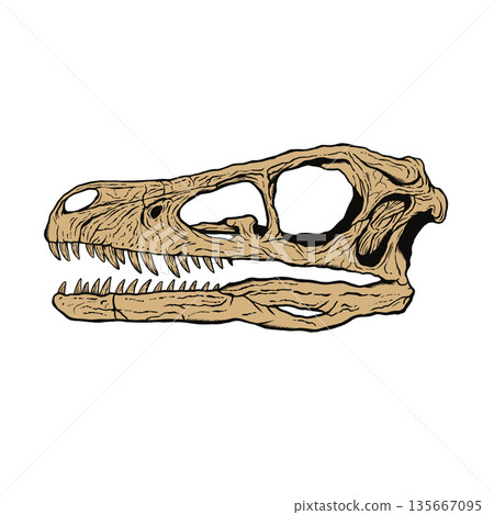 Velociraptor skull fossil 135667095