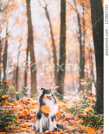 Tricolor Rough Collie, Funny Scottish Collie, Long-haired Collie, English Collie, Lassie Dog Sitting Outdoors In Autumn Day. Portrait 135667102