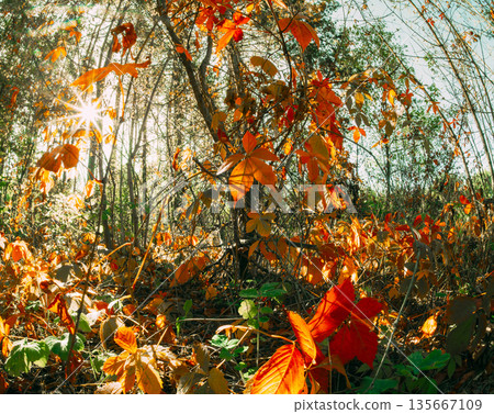Close-up View On Fallen Leaf. Forest From Summer Green To Autumn Yellow. Branches Foliage Turn Yellow Autumn. Summer Autumn Forest Transition Close-up View On Fallen Leaf. Forest From Summer Green To Autumn Yellow. Branches Foliage Turn Yellow Autumn. Summer Autumn Forest Transition 135667109