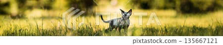 Young Gray Devon Rex Kitten In Green Grass. Short-haired Cat Of English Breed. 135667121