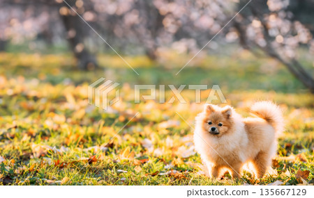Young Red Puppy Pomeranian Spitz Puppy Dog Posing Outdoor In Autumn Grass Young Red Puppy Pomeranian Spitz Puppy Dog Posing Outdoor In Autumn Grass 135667129