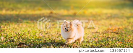 Funny Young Red Puppy Pomeranian Spitz Puppy Dog Happy Play Outdoor In Autumn Grass 135667134