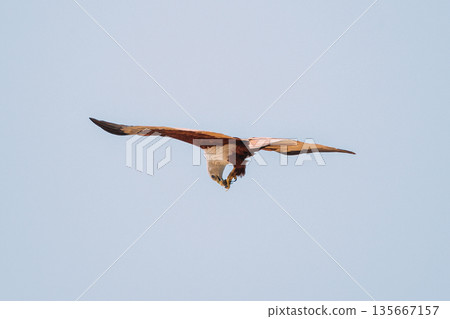 Goa, India. Brahminy Kite Eating Crab In Flight In Blue Sky 135667157