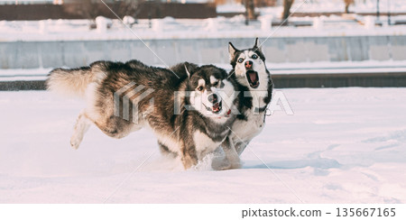 Two Siberian Husky Dogs Running Together Outdoor In Snowy Park At Winter Day. Active Dogs Play In Snow. Playful Pet Outdoors At Winter Season 135667165