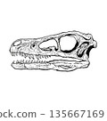 Velociraptor skull fossil monochrome 135667169