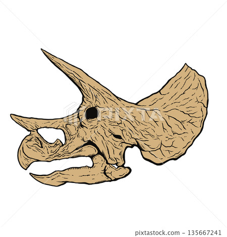 Triceratops skull fossil Triceratops skull fossil 135667241