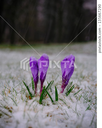 blooming crocus during snowfall in the forest 135667290