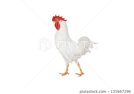 white rooster isolated on white background 135667296