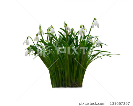 snowdrop isolated on white background snowdrop isolated on white background 135667297