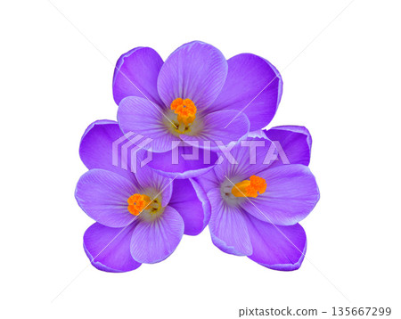 purple saffron flowers isolated on white background 135667299