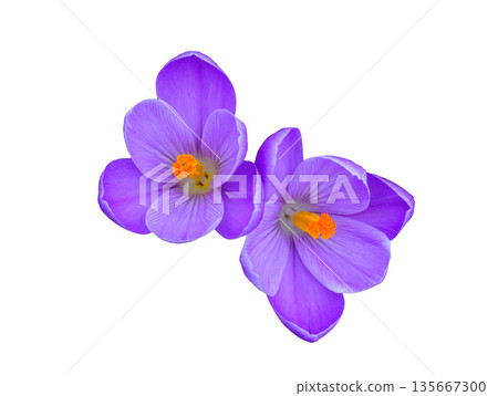 purple saffron flowers isolated on white background 135667300