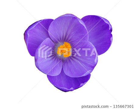 purple saffron flower isolated on white background 135667301