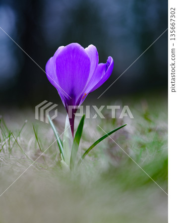 Lonely saffron growing in the forest on a blurred background 135667302