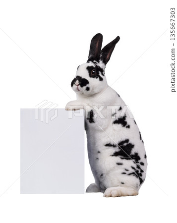 rabbit holds in paws banner for writing your text isolated on white background rabbit holds in paws banner for writing your text isolated on white background 135667303