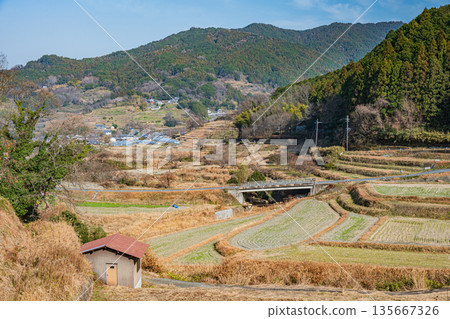 奈良縣飛鳥村稻淵梯田的冬季景色,這裡是日本百大名梯田之一。 奈良縣飛鳥村稻淵梯田的冬季景色,這裡是日本百大名梯田之一。 135667326