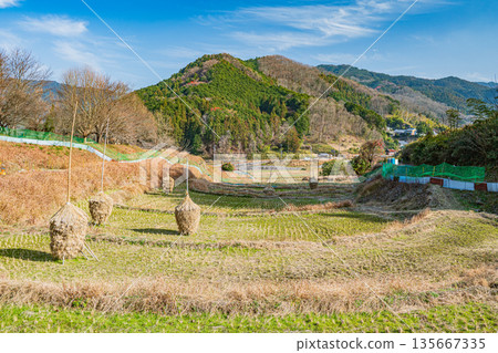 奈良縣飛鳥村稻淵梯田的冬季景色，這裡是日本百大名梯田之一。 135667335