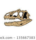 Allosaurus skull fossil 135667383