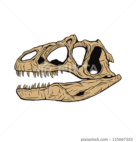 異特龍頭骨化石 135667383