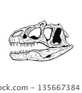 Allosaurus skull fossil monochrome 135667384