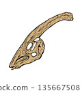 Parasaurolophus skull fossil 135667508