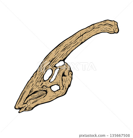 副櫛龍頭骨化石 副櫛龍頭骨化石 135667508