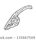 Parasaurolophus skull fossil monochrome 135667509