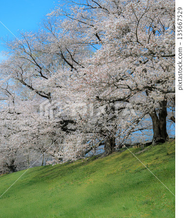 Yawatase Waritsu Sakura Yawatase Waritsu Sakura 135667529
