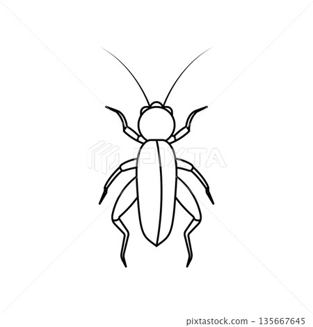 Cricket Insect icon 135667645