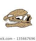 Dilophosaurus skull fossil 135667696