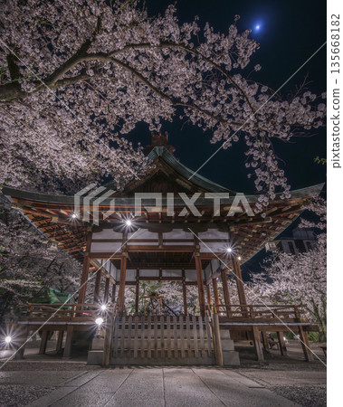 Cherry blossoms at night at Tenson Shrine Cherry blossoms at night at Tenson Shrine 135668182