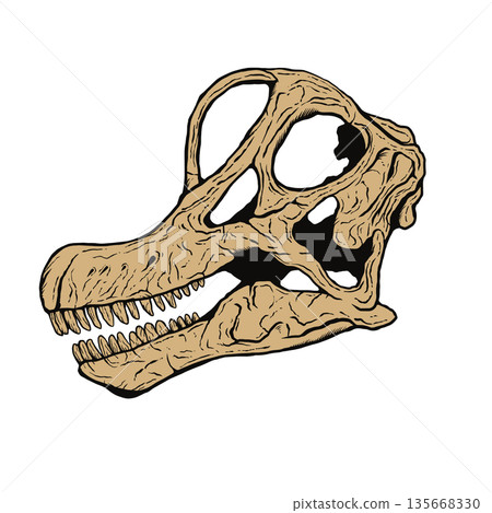 腕龍頭骨化石 135668330