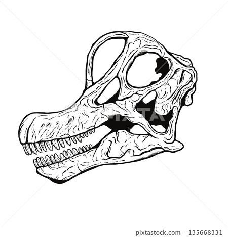 腕龍頭骨化石單色 135668331