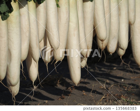 Dried radish on the Miura coast Dried radish on the Miura coast 135668383