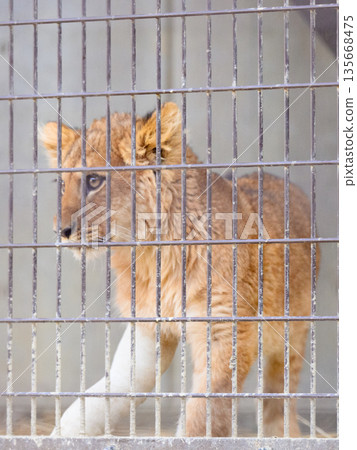 幼獅骨折，正在接受治療，疼痛難忍 135668475
