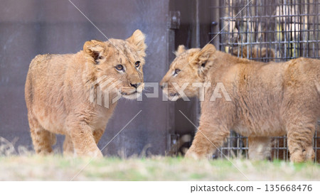 Friendly lion brothers 135668476