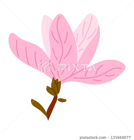 Hand drawn vector illustration of pink magnolia flower branch with soft petals in simple flat style isolated on white. The concept represents spring bloom, natural beauty and botanical elegance 135669077