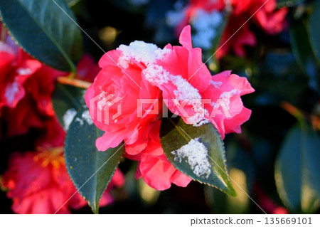 初雪中的紅色冬山茶花 初雪中的紅色冬山茶花 135669101