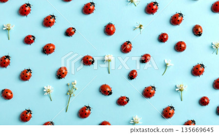 A cute red ladybug beetle is isolated on a white background as a macro nature close-up of a beautiful spring insect 135669645