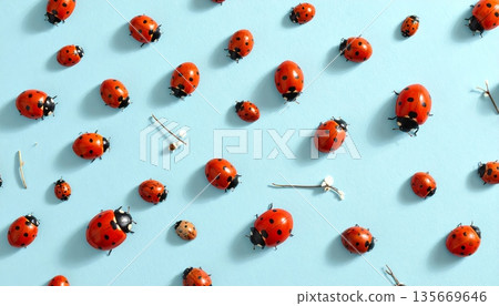 A cute red ladybug beetle is isolated on a white background as a macro nature close-up of a beautiful spring insect A cute red ladybug beetle is isolated on a white background as a macro nature close-up of a beautiful spring insect 135669646