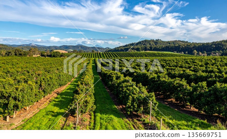 A scenic rural landscape in France, Provence, and the Netherlands features rows of wine grapes and agricultural crops growing under a blue summer sky across the lush farming countryside 135669751