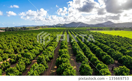 A scenic rural landscape in France, Provence, and the Netherlands features rows of wine grapes and agricultural crops growing under a blue summer sky across the lush farming countryside A scenic rural landscape in France, Provence, and the Netherlands features rows of wine grapes and agricultural crops growing under a blue summer sky across the lush farming countryside 135669753