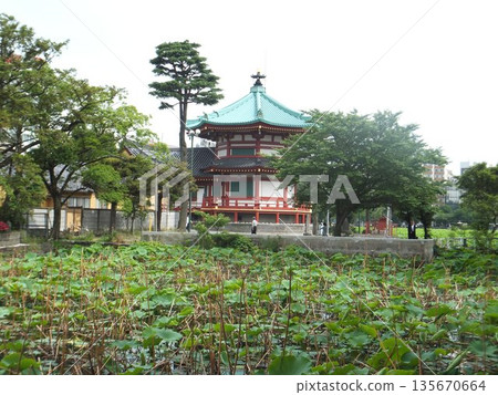 Shinobazu Pond 135670664