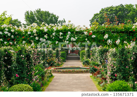 Colorful rose arch in a rose garden Colorful rose arch in a rose garden 135671371