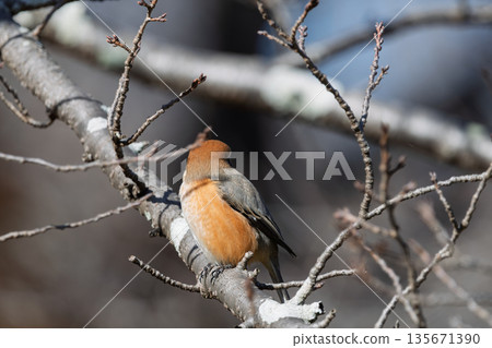 A male shrike perched on a branch of a winter tree, looking around 135671390